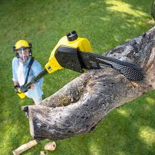 Best Organic Lawn Care Solutions  in Yutan, NE