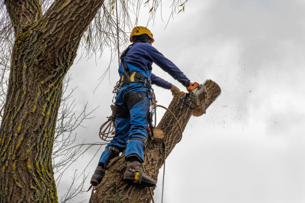 Best Commercial Tree Services  in Yutan, NE