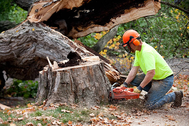 Best Tree and Shrub Care  in Yutan, NE