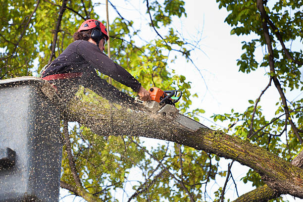 Best Tree Maintenance Programs  in Yutan, NE